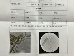 -瑞派·关忠动物医院猫科外科·异宠·24小时转诊中心(祥云店)