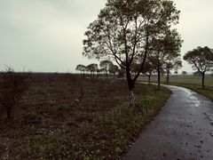 -上海都市菜园