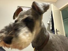 -心仪动物医院·牙专科·肿瘤·心脏科(西客站院)