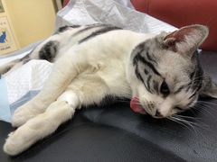 -瑞派天宁宠物医院·猫科·异宠中心