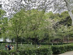 -武汉大学-樱园