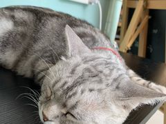 -平行世界·猫咖(首经贸店)