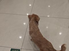 -悦宠凯宝动物医院·牙科·皮肤科(朝阳北路店)