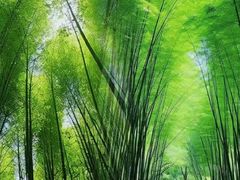 -蜀南竹海景区