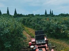 -金谷域澳洲庄园