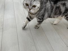 -喵的天空名猫咖啡馆·撸猫·猫舍·用品