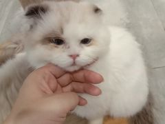 -楼上猫咖(罗湖店)