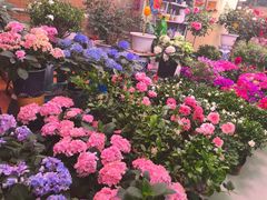 -长春青怡坊鲜花批发(青怡坊花鸟市场店)