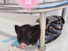 -怪兽屋·羊驼·猫咖·狗咖(俊华广场店)