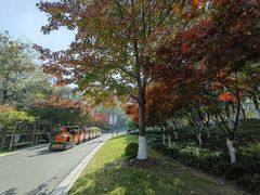 -青枫公园
