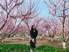 -永定河休闲森林公园