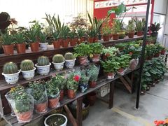 -龙大花卉苗木市场