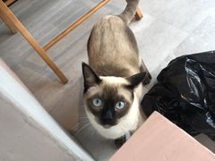 -猫儿山۰猫主题餐厅