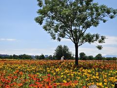 -汉长安城未央宫国家考古遗址公园