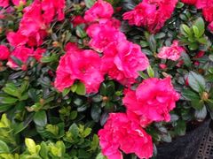 -Monchouchou檬舒舒(尚嘉中心店)