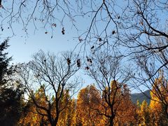 -北京西山国家森林公园