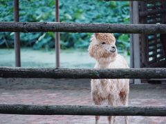 -池杉湖湿地公园