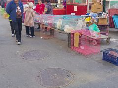 -哈尔滨道外花鸟鱼市场
