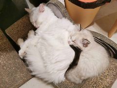 -纳吉亚猫专科动物诊疗中心(蒋宅口分院)