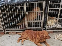 -成都爱之家动物救助中心
