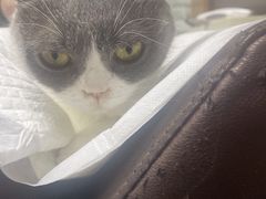 -纳吉亚猫专科动物医院博雅分院