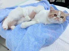 -美美宠物诊疗中心·异宠·骨科(滨江东信分院)