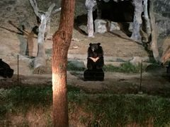 -清迈夜间动物园