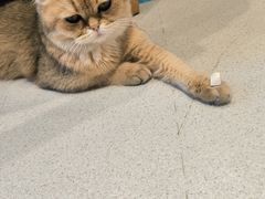 -藏猫猫咖啡主题馆(中央大道店)