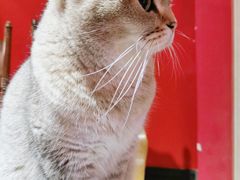-猫色咖啡·猫咖
