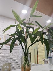 -艾薇芭蕾艺术中心
