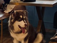 -遇见羊驼·奶狗咖·布偶猫咖·法斗柯基柴犬阿拉斯加(春熙路太古里IFS店)