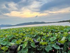 -湖畔居茶楼(湖滨店)