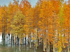 -白鹭湾湿地公园