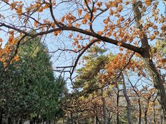-北京鹫峰国家森林公园