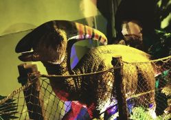 -恐龙探索乐园(磁器口店)