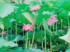 -长春市南湖公园