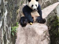 -都江堰中华大熊猫苑