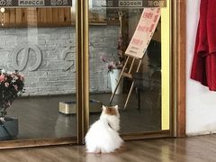 -猫的茶·猫咖