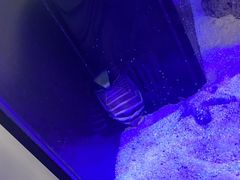 -漫步水族(金源珠宝古玩城店)