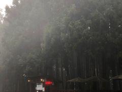 -阿里山神木遗迹