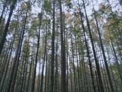 -日照海滨国家森林公园