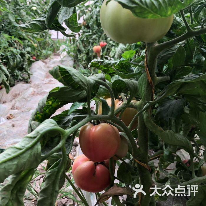 嫩绿生活亲子采摘西红柿图片-北京采摘/农家乐-大众点评网