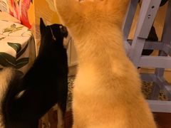 -喜柴咖啡·柴犬狗咖