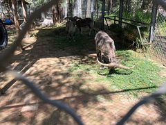 -青藏高原野生动物园