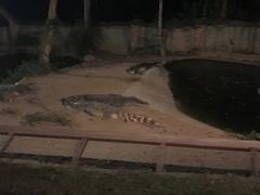-清迈夜间动物园