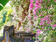 -深圳国际园林花卉博览园