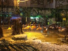 -白虎自助餐厅·真老虎·景观自助餐厅(广州长隆酒店)