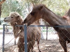 -长白岛森林公园