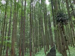 -武陵山森林公园