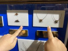-上海昆虫博物馆